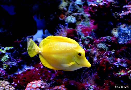 Picture of The yellow tangZebrasoma flavescensis a saltwater fish of the family AcanthuridaeIt is one of popular aquarium fishYellow tangs can be bred and raised commercially but are mostly harvested wild
